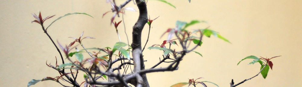 ungdommedastmaogpsykiskelidelser